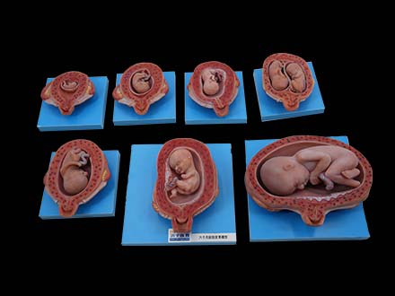 Process of Embryonic Development Simulation Model