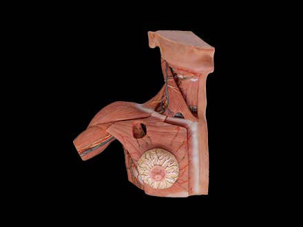 Breast, Axillary, Neck Lymph Simulated Anatomical Model