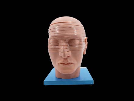 Horizontal Slices of Head Anatomy Model