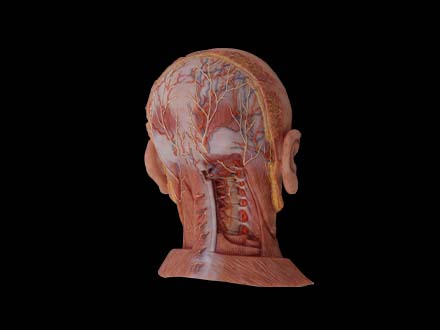 Suboccipital Triangle Model for Anatomy