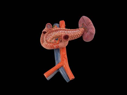 Pancreas, Spleen and Duodenum Anatomical Model
