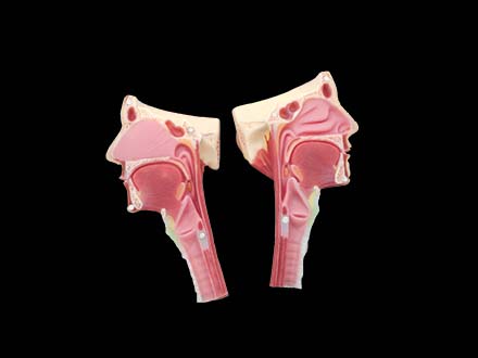 Nose, Throat and Trachea Anatomy Model