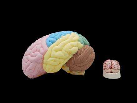 Brain Anatomy Model