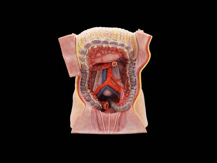 Inferior Mesenteric Artery Simulation Anatomy Model