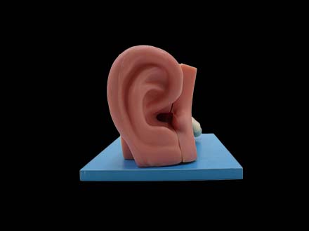 Anatomy of Ear Model