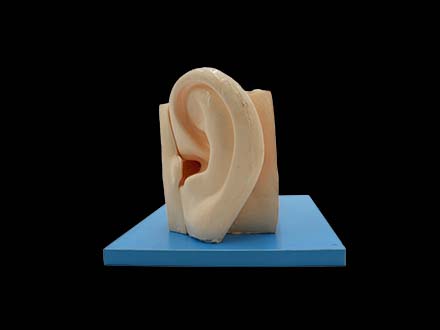Left Ear Structure Model