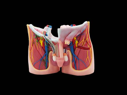 Groin Silicone Anatomy Model