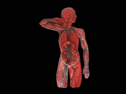 Lymphatic System Soft Silicone Anatomy Model