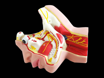 Trigeminal Nerve And Branches Soft Silicone Anatomy Model