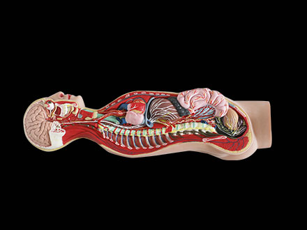 Sympathetic Nerve Soft Silicone Anatomy Model