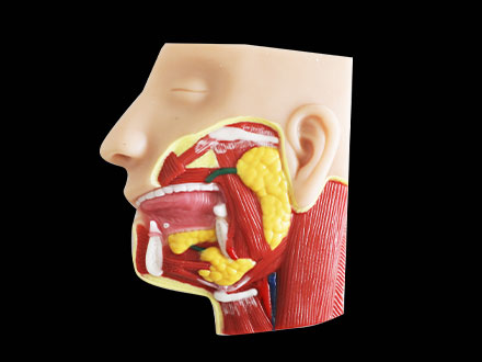 Salivary Glands Soft Silicone Anatomy Model