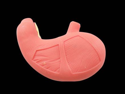 Stomach Muscle Soft Silicone Anatomy Model for sale