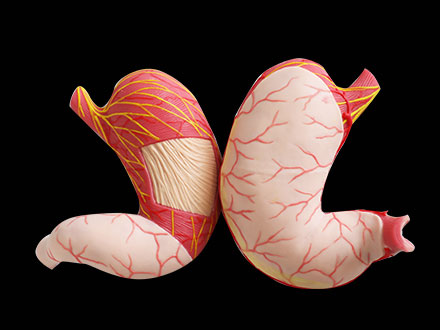 Stomach Soft Silicone Anatomy Model for Sale