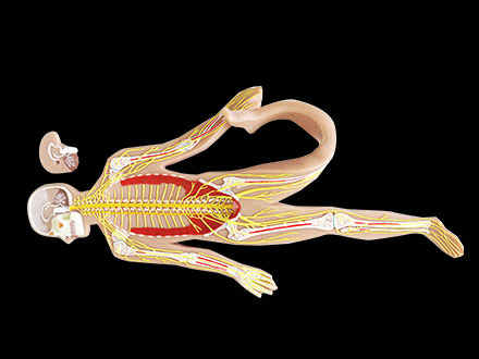 Sympathetic Nerve With Brain Soft Silicone Anatomy Model