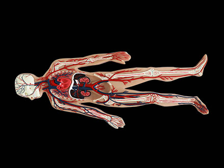 Blood Circulation System Soft Silicone Anatomy Model