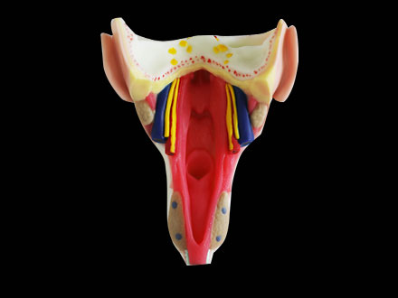 Throat Wall Muscle Soft Silicone Anatomy Model for sale