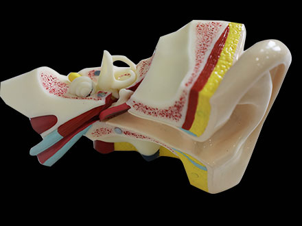 Right Ear Soft Silicone Anatomy Model