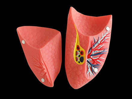 Double Lung Soft Silicone Anatomy Model for sale