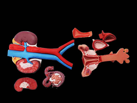 Female Genitourinary System Soft Silicone Anatomy Model for sale