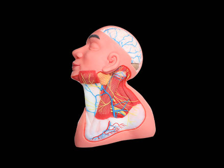 Superficial Arteries and Nerves of Head and Neck Soft Silicone Anatomy Model