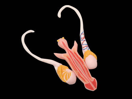 Male Reproductive Organ Soft Silicone Anatomy Model