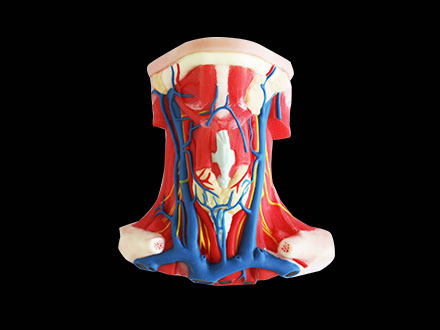 Anterior Portion of Neck Soft Silicone Anatomy Model