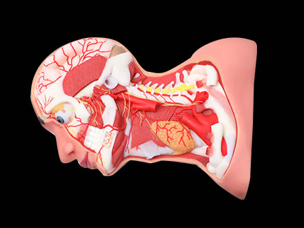 Deep Arteries And Nerves Of Head And Neck Soft Silicone Anatomy Model for Sale