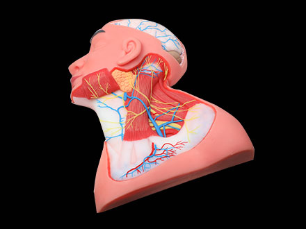 Superficial Arteries and Nerves of Head And Neck Soft Silicone Anatomy Model