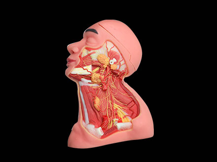 Middle Arteries And Nerves Of Head And Neck Soft Silicone Anatomy Model
