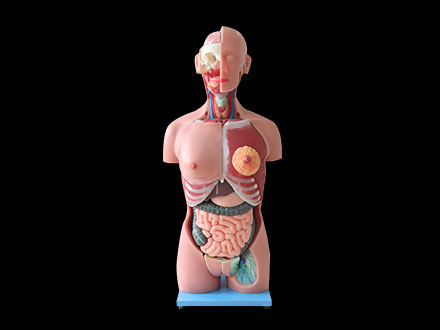 85cm Human Trunk Soft Silicone Anatomy Model