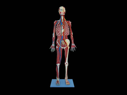 Deep Muscles, Vascular And Nerves Of Whole Body Soft Silicone Anatomy Model