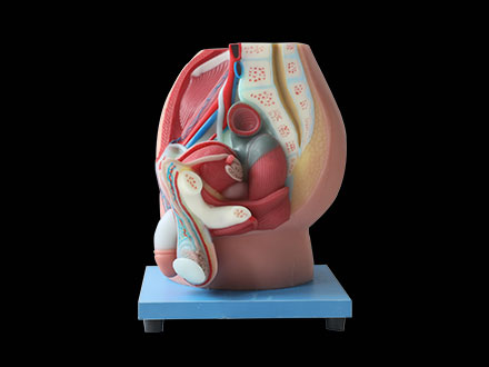 Median sagittal section of male pelvic soft silicone anatomy model