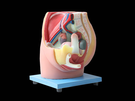 median sagittal section of female pelvic soft silicone anatomy model