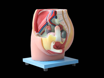 Median Sagittal Section Of Female Pelvic Soft Silicone Anatomy Model