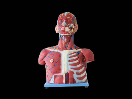 Median Vascular And Nerves Of Head, Neck And Prethoracic Soft Silicone Anatomy Model