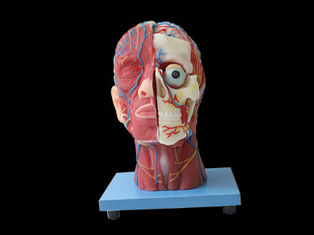 Superficial, Median And Deep Arteries, Veins, Vascular And Nerves Of Head And Face Soft Silicone Anatomy Model