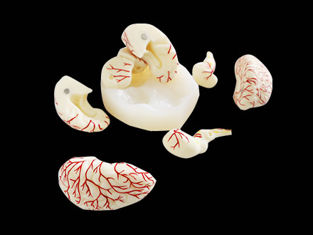 Cerebral Arterial Distribution Soft Silicone Anatomy Model