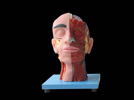 Superficial, Medial And Deep Arteries, Veins, Vascular And Nerves Of Human Head And Face
