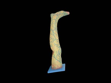 Calf and dorsal plantar vein soft silicone anatomy model