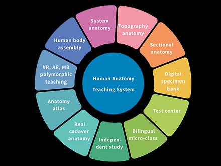 Human Anatomy Teaching System