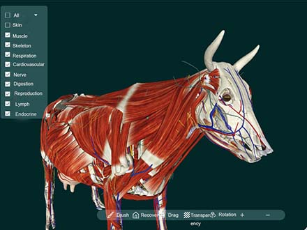 Animal Anatomy Software