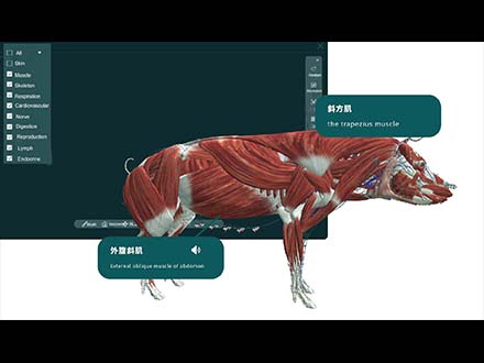 MR Animal Anatomy 3D Enhanced Interactive System