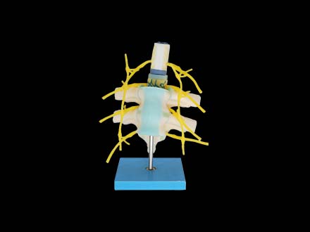 Spinal Cord, Spinal Nerve and Sympathetic Trunk Silicone Model