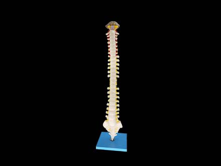 Spinal Cord Anatomy Model