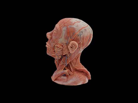 Head and Neck Muscle Model
