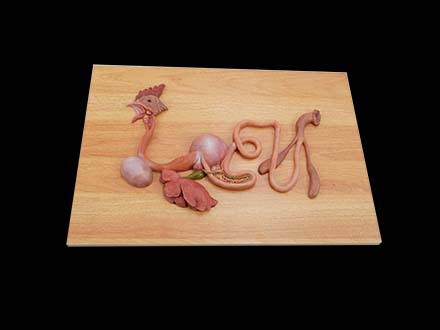 Chicken Digestive System Models