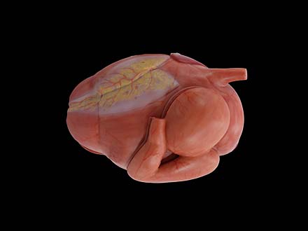 Stomach Anatomy Model of Cow