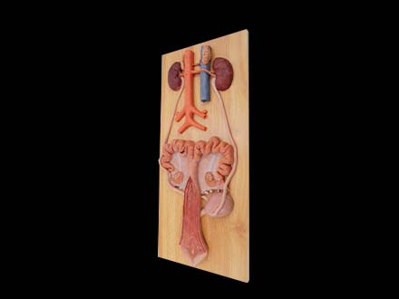 Urinary System Model of Sow