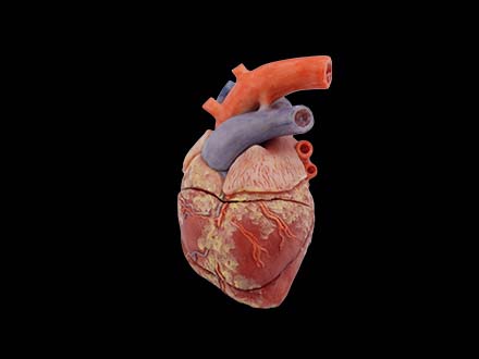Heart Anatomical Model of Pig