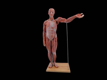 80cm Human Body Model
